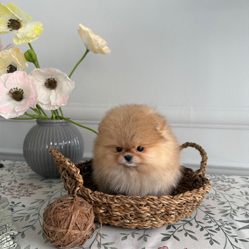 Pomeranian