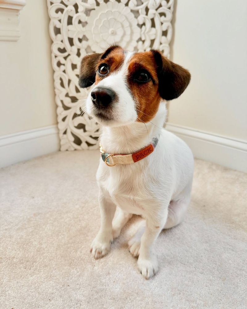 Jack Russell Terrier