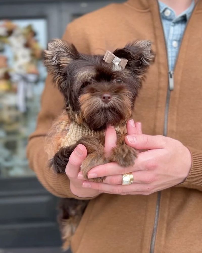 Yorkshire Terrier