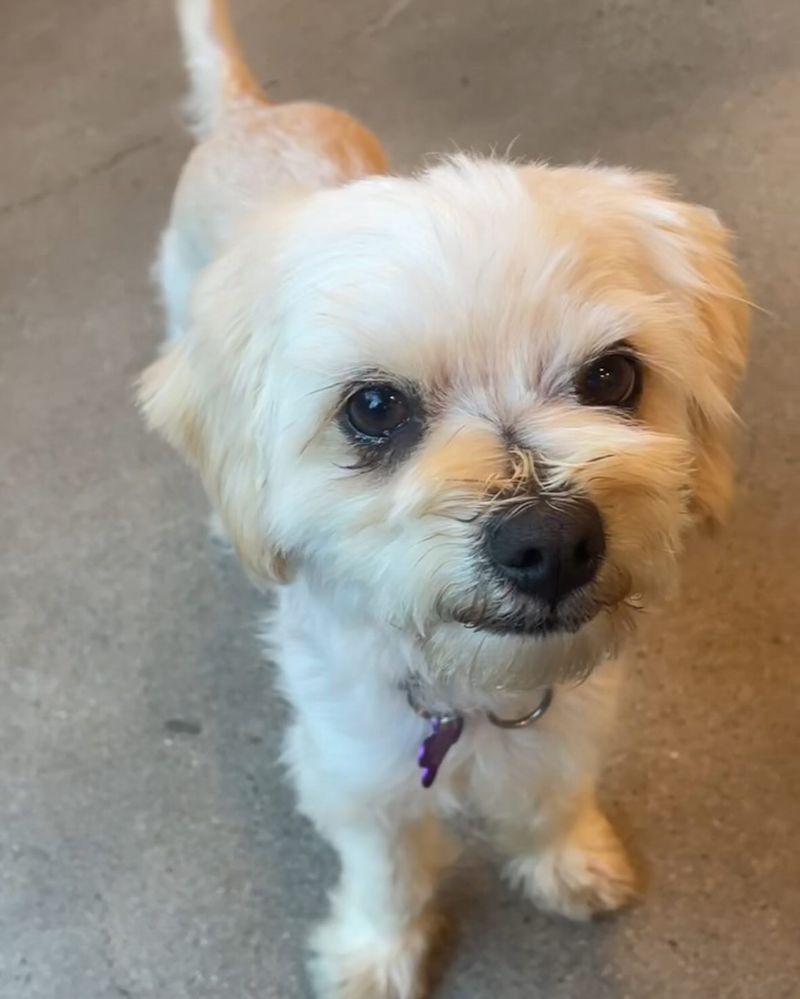 Maltese