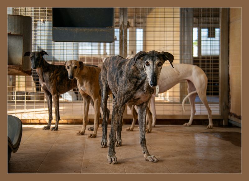 Greyhound