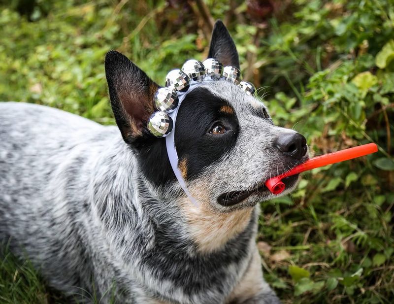 Australian Cattle Dog