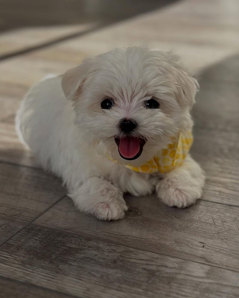 Maltese