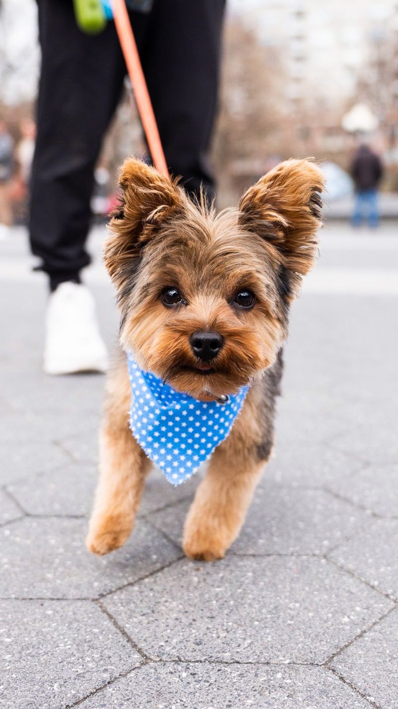 Yorkshire Terrier