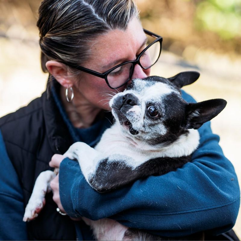 Boston Terrier