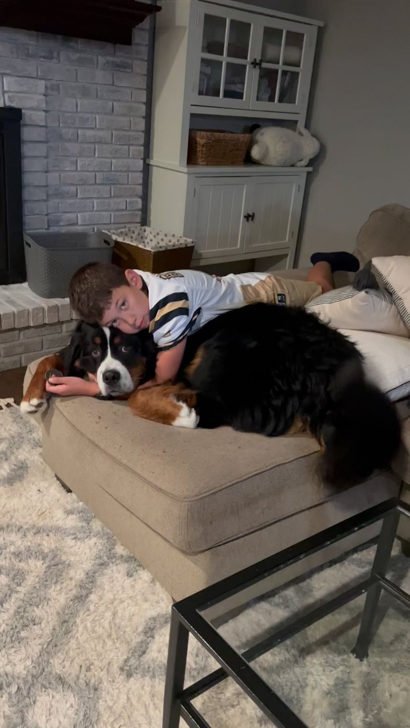 Bernese Mountain Dog