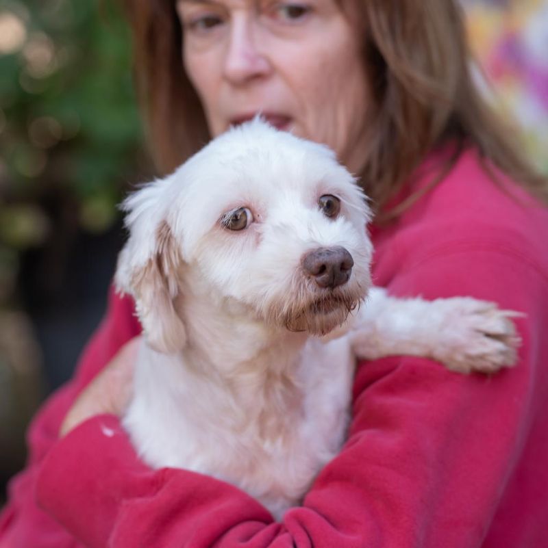Havanese