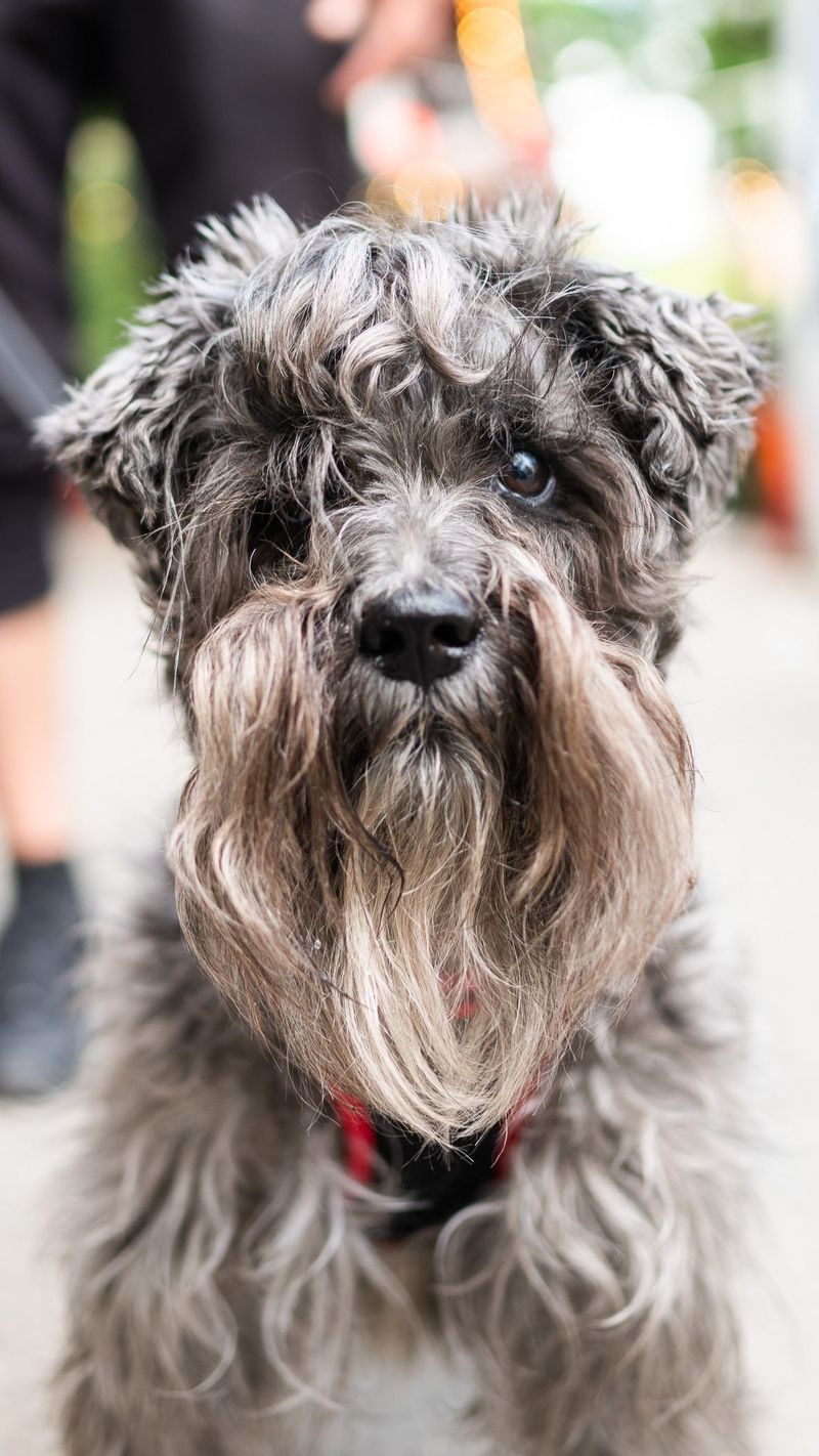 Miniature Schnauzer