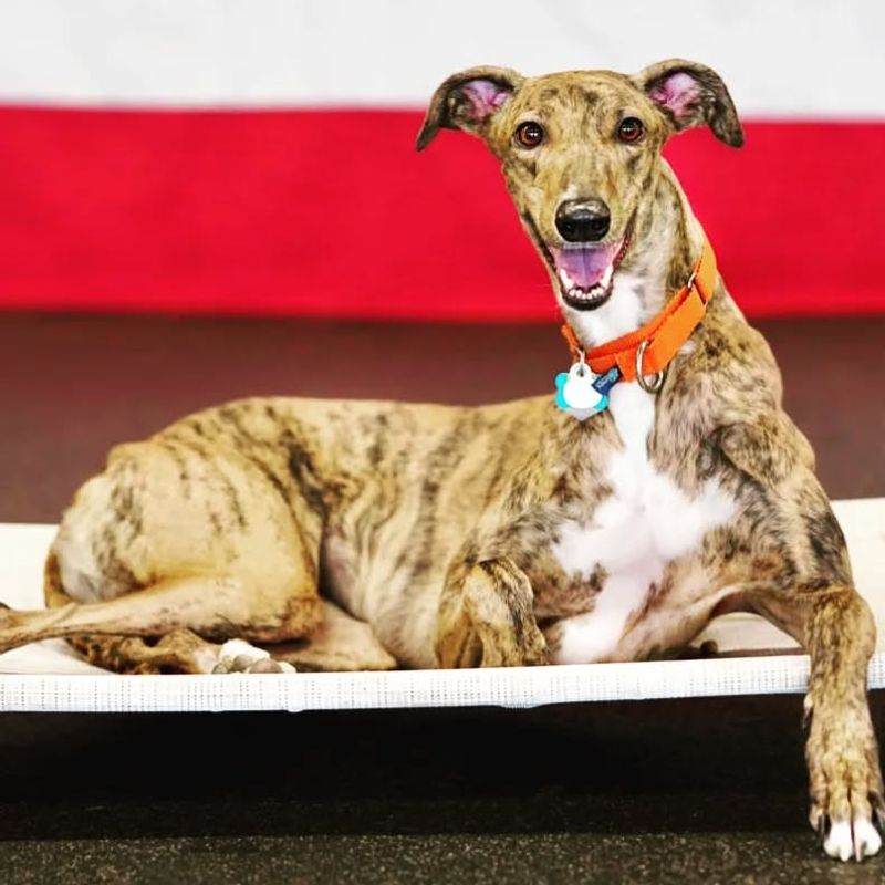 Greyhound