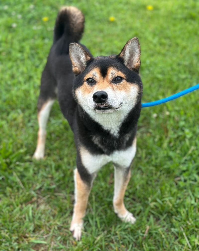 Shiba Inu