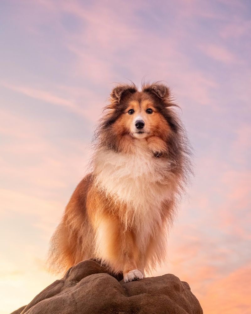 Shetland Sheepdog