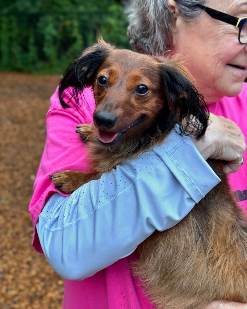 Dachshund