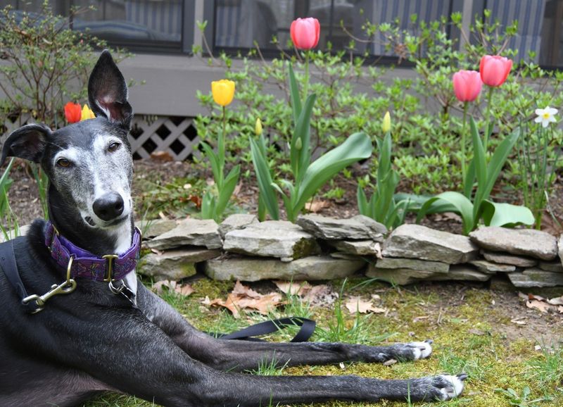 Greyhound