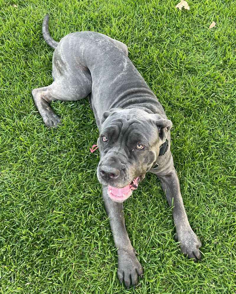 Cane Corso