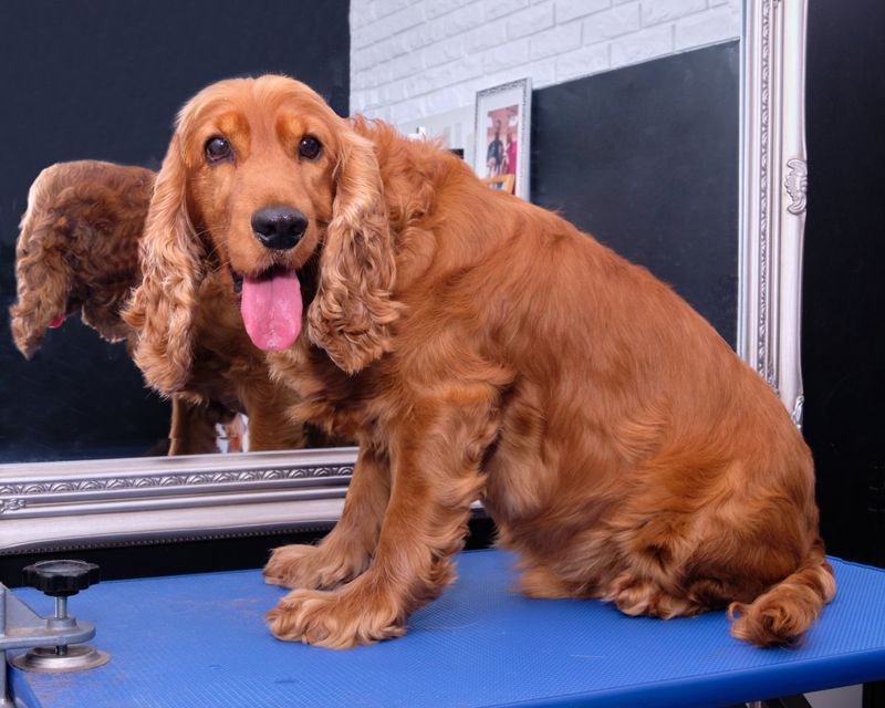 Cocker Spaniel