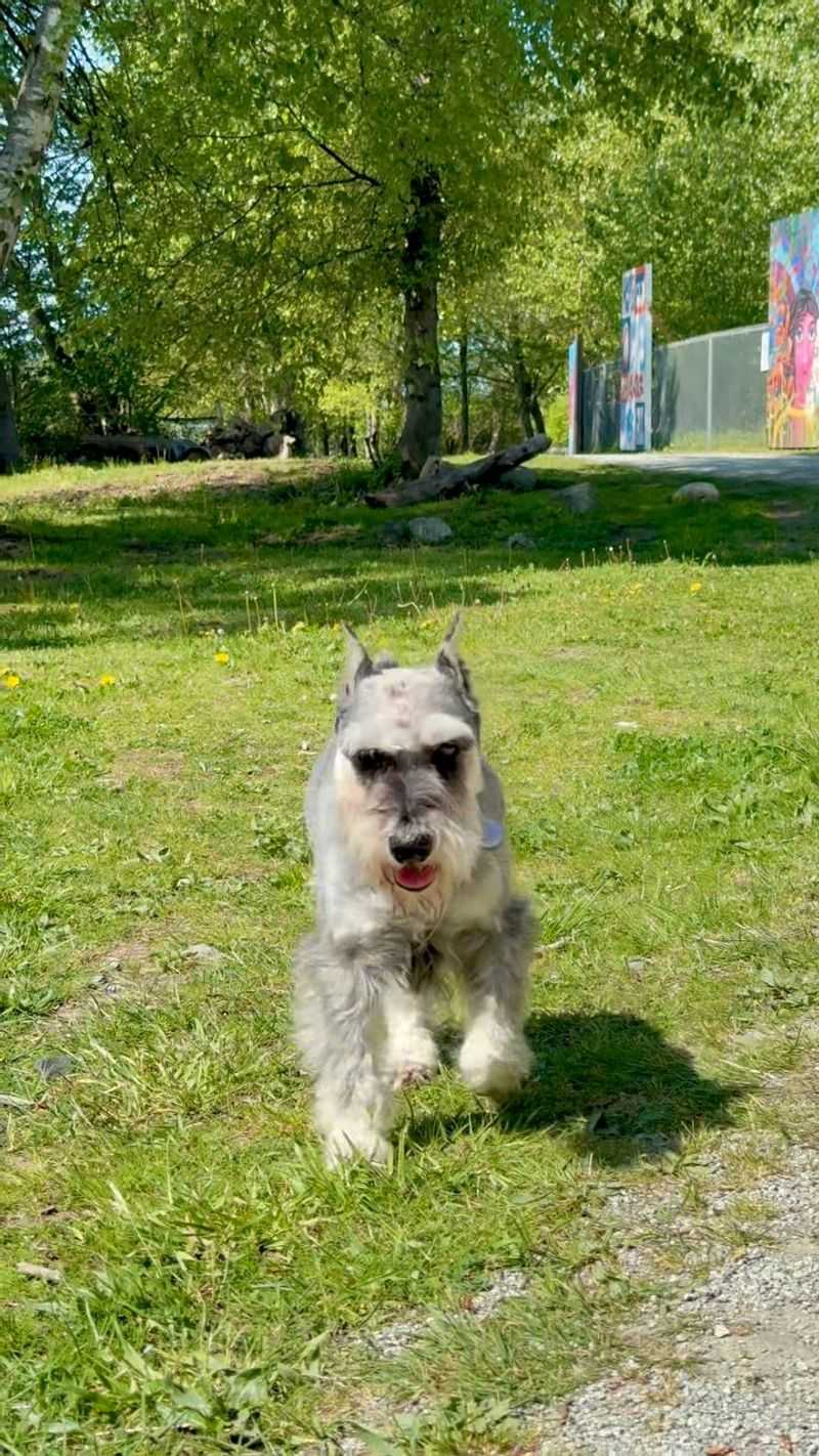 Miniature Schnauzer