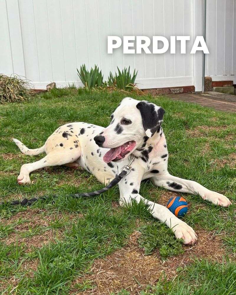 Dalmatian