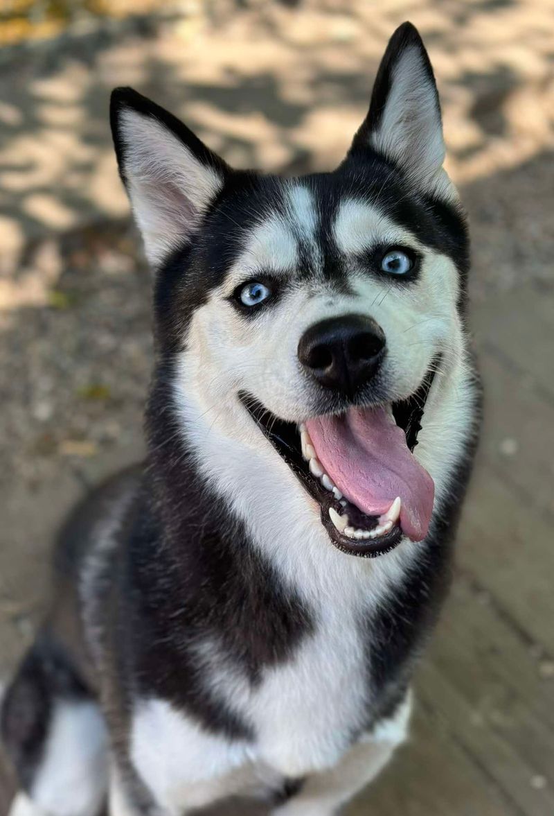 Siberian Husky
