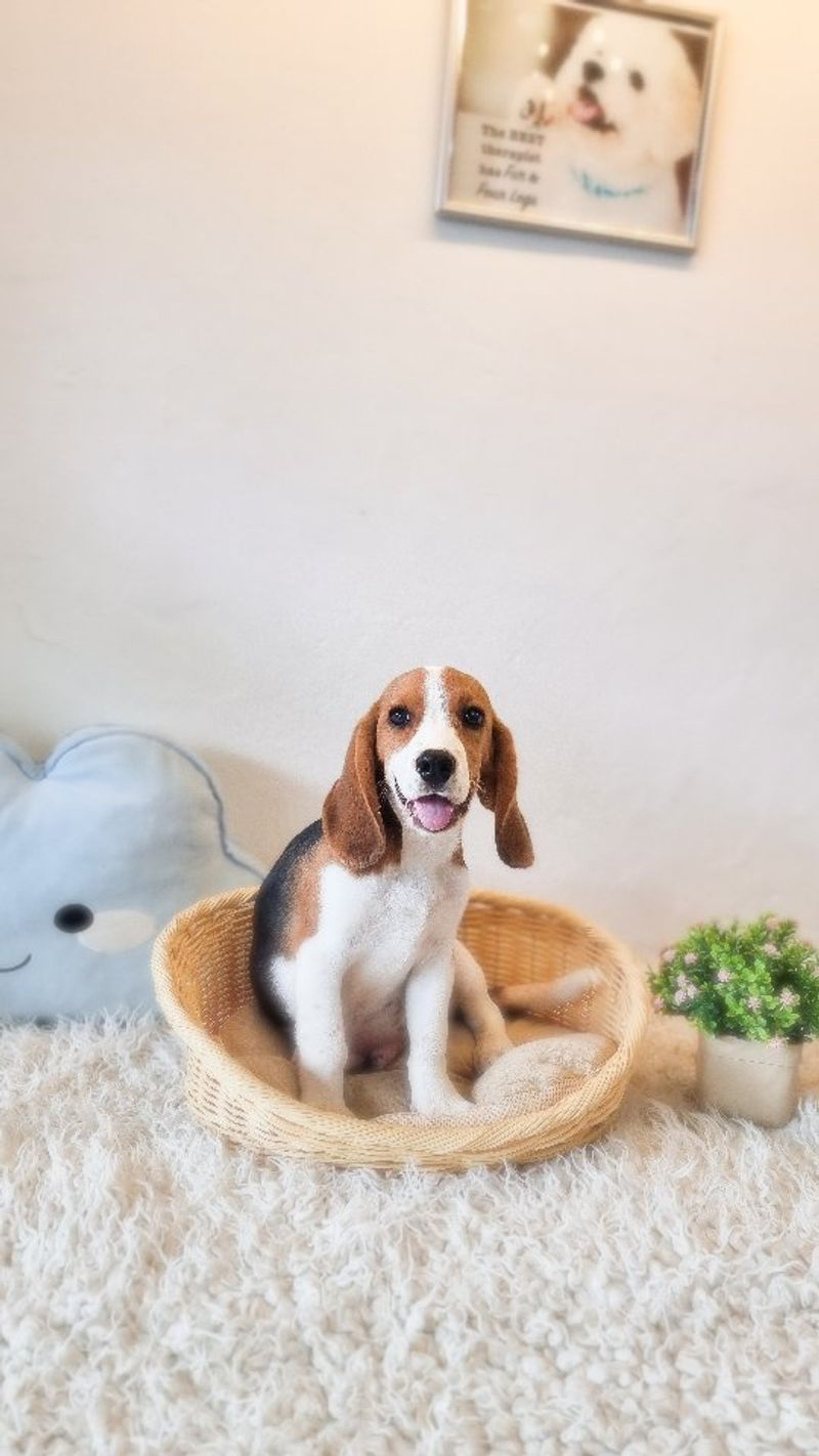 Beagle