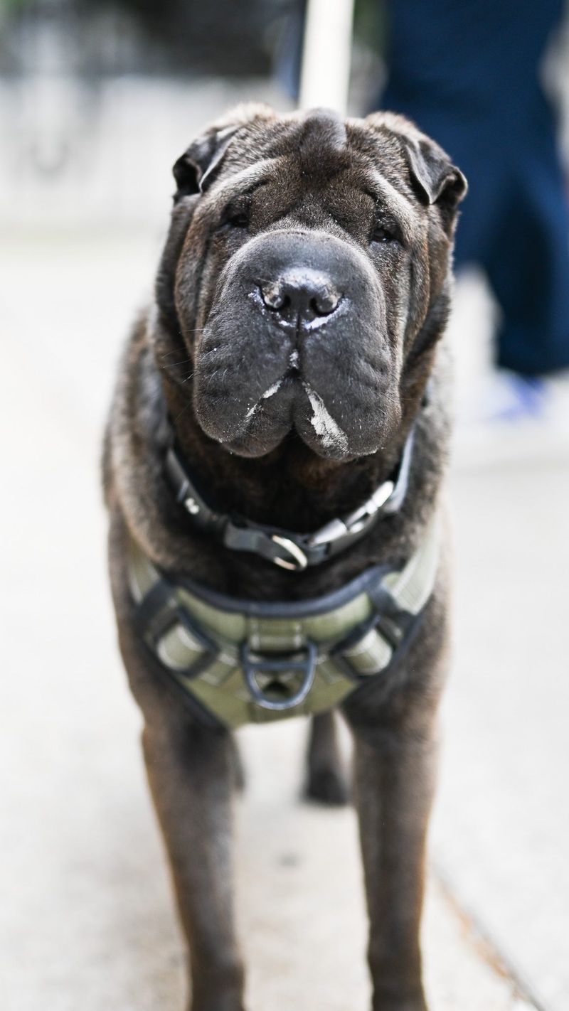 Shar Pei