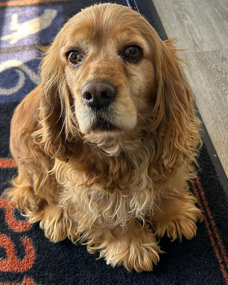Cocker Spaniel