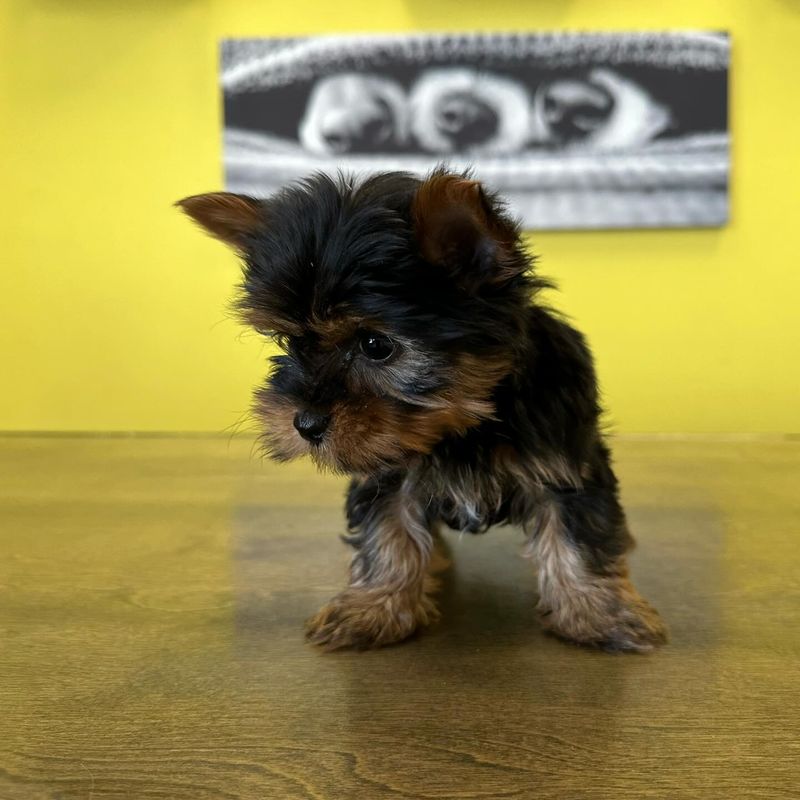 Yorkshire Terrier