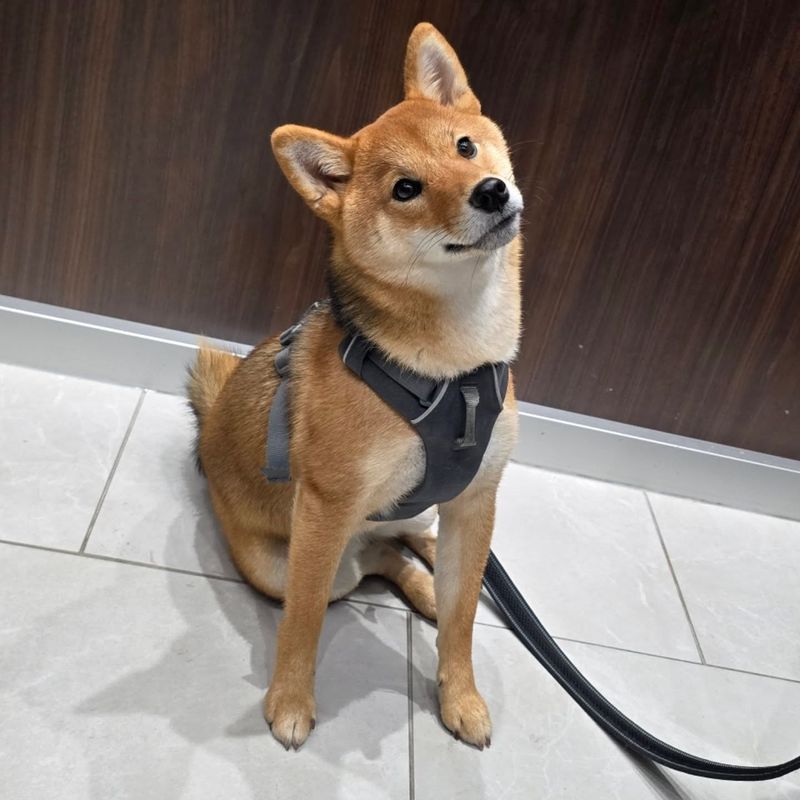 Shiba Inu