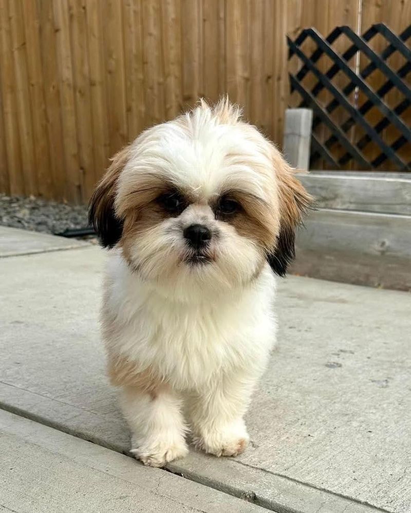 Shih Tzu