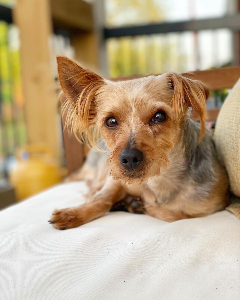 Yorkshire Terrier