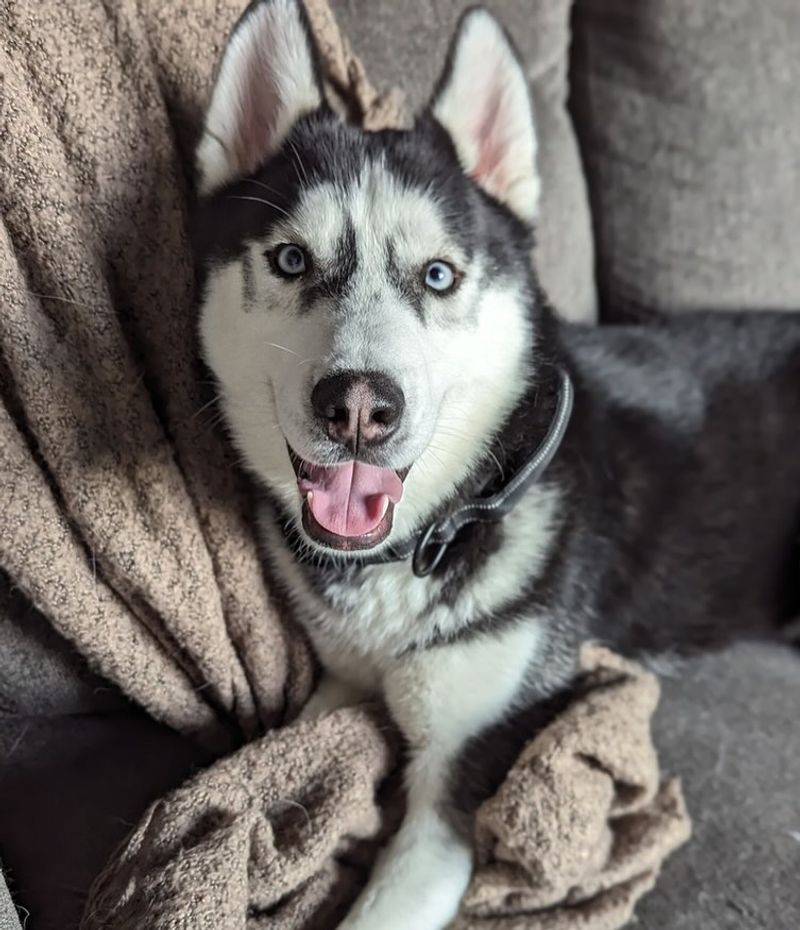 Siberian Husky