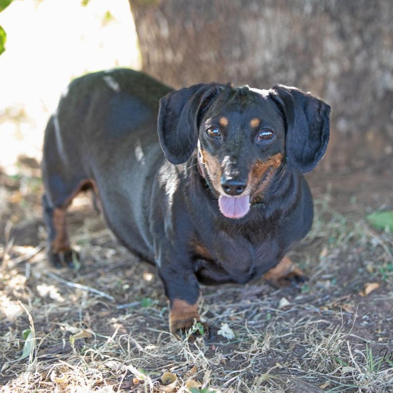 Dachshund