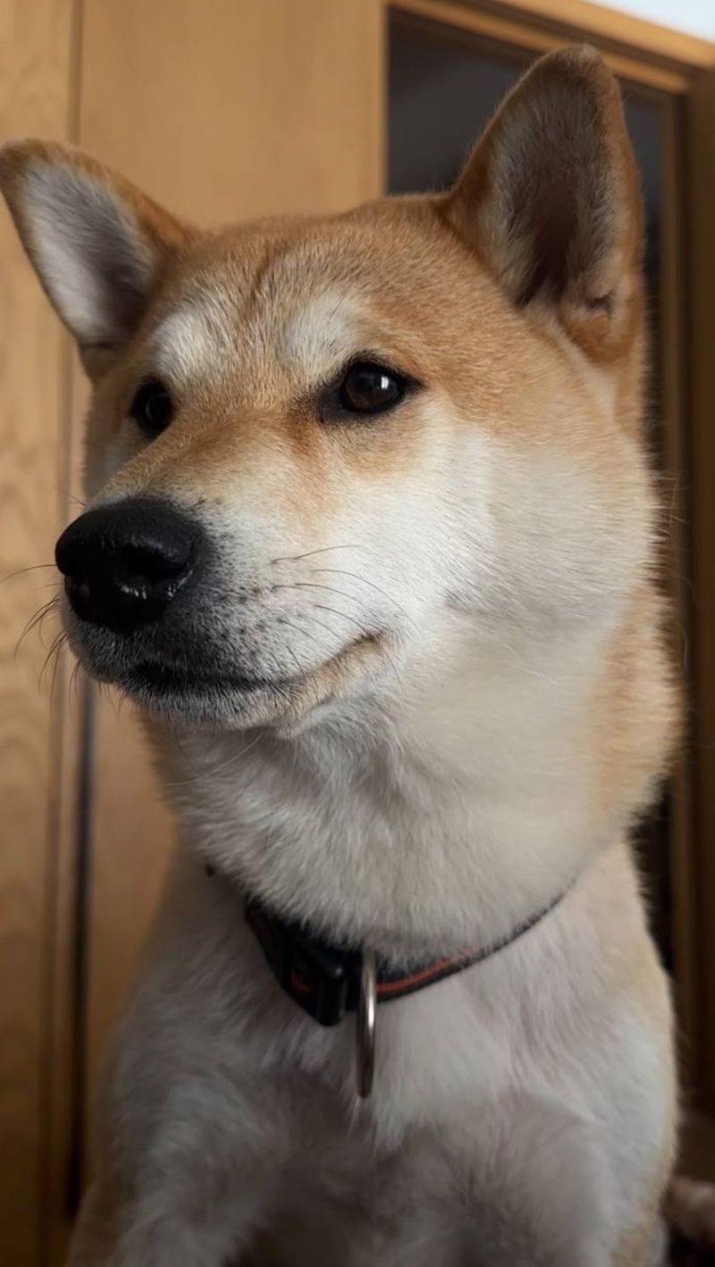 Shiba Inu