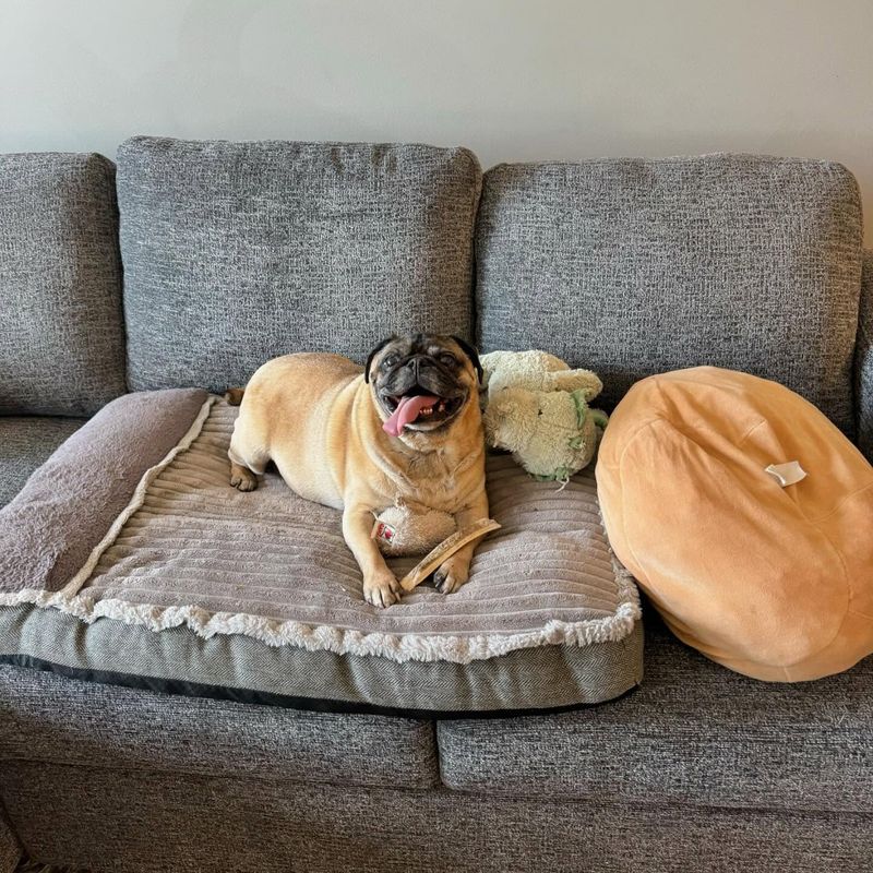 Pug: The Comedian
