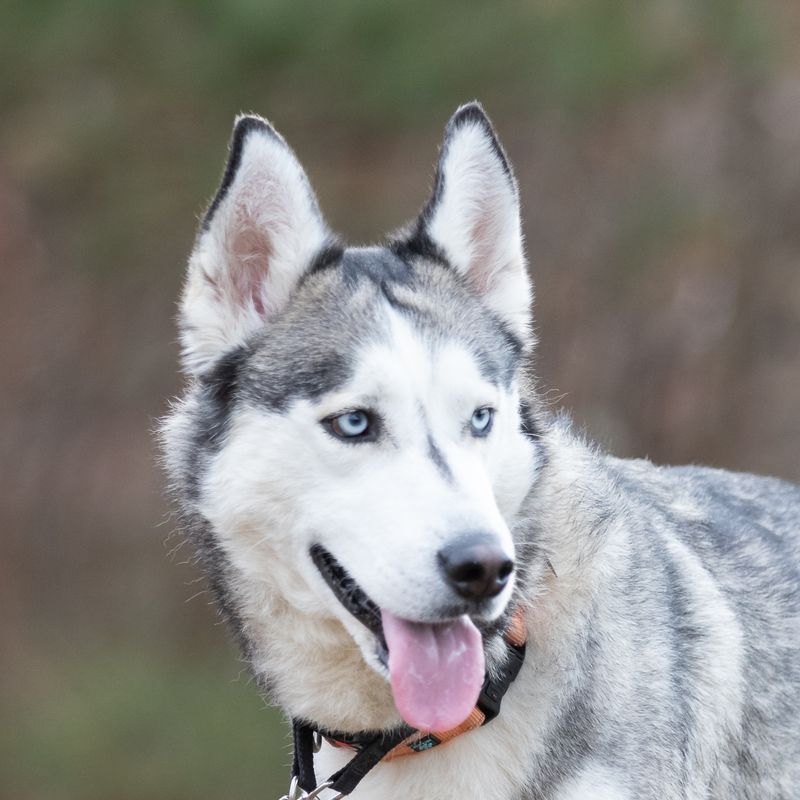 Siberian Husky