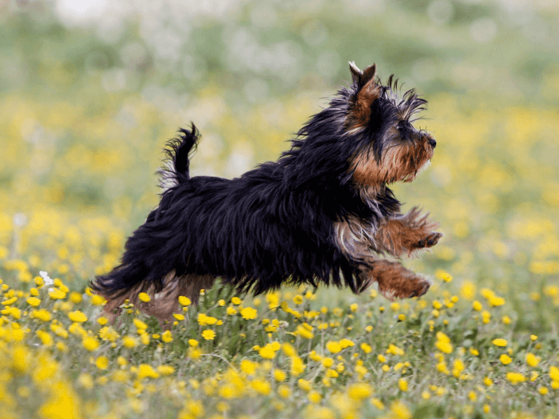 Yorkshire Terrier