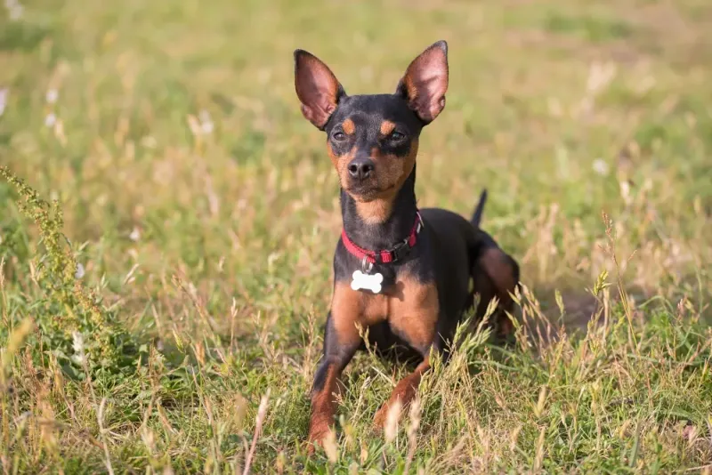Miniature Pinscher