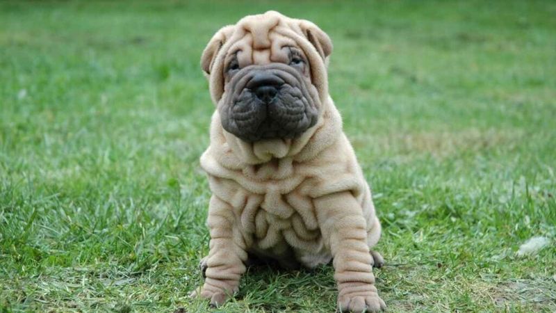 Shar-Peis: The Wrinkled Loners