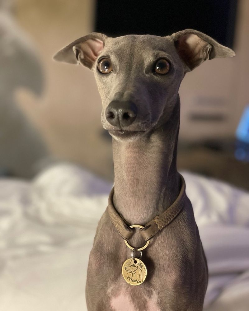 Italian Greyhound