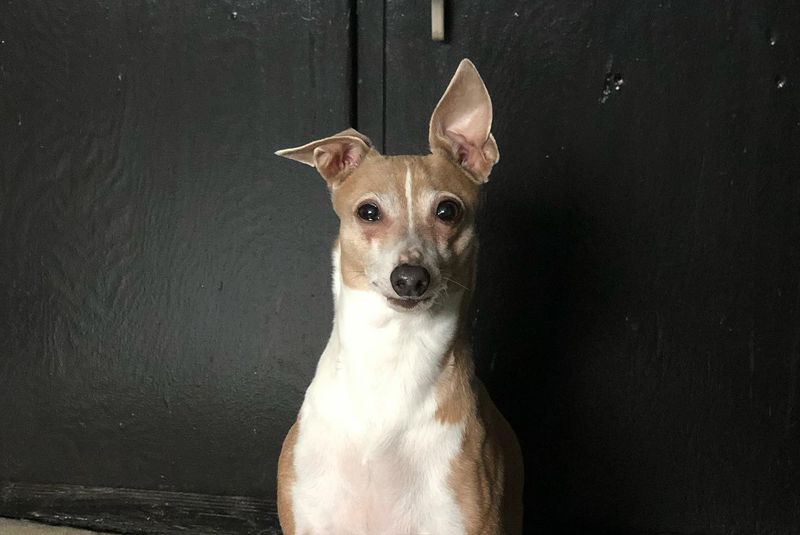 Italian Greyhound