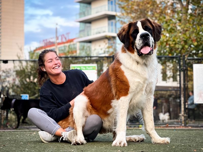 Saint Bernard