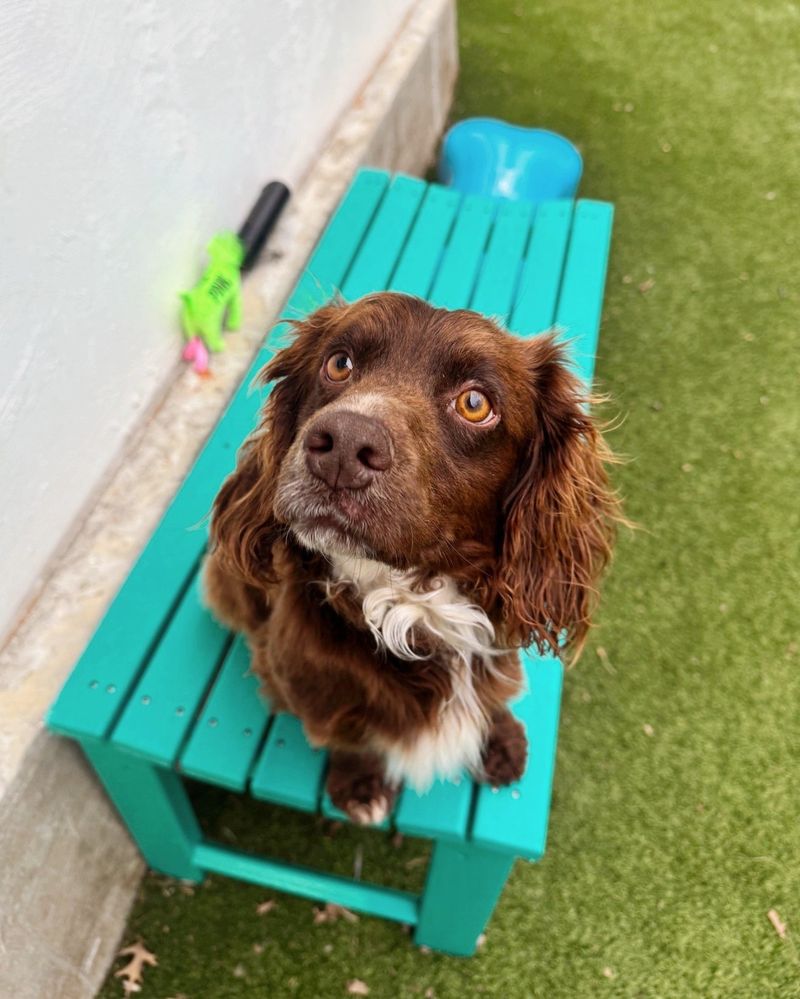Sussex Spaniel