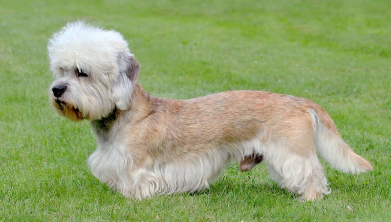 Dandie Dinmont Terrier