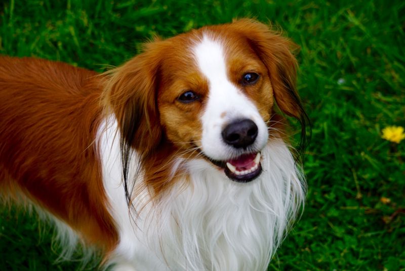 Kooikerhondje