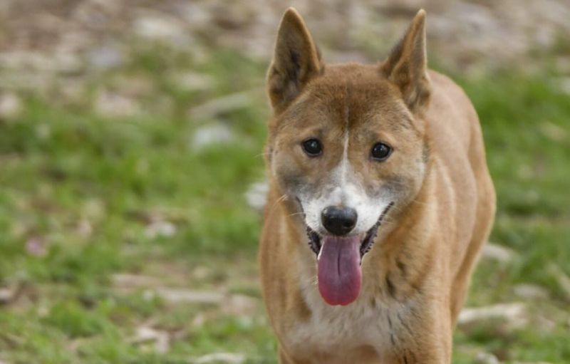 New Guinea Singing Dog