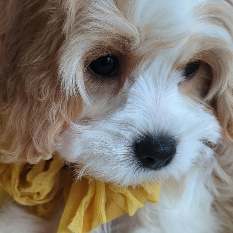 Cavachon