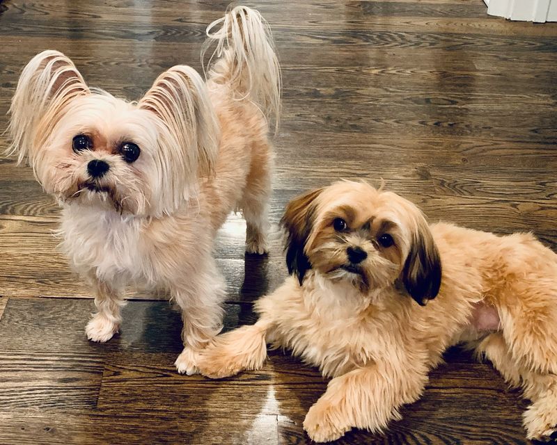 Shorkie