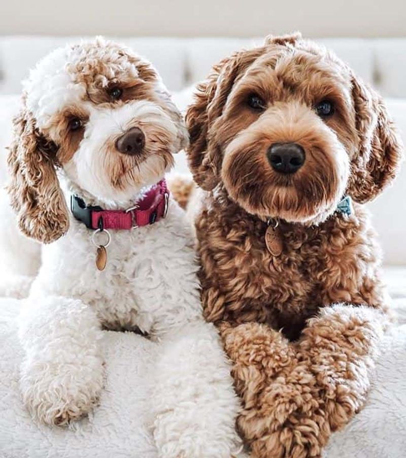 Labradoodle