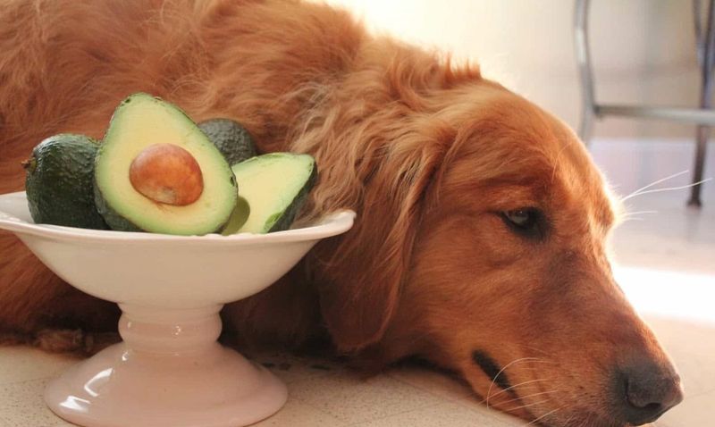 Avocado