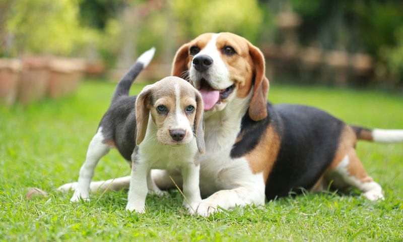 Signs Your Puppy Is Ready for Adult Food