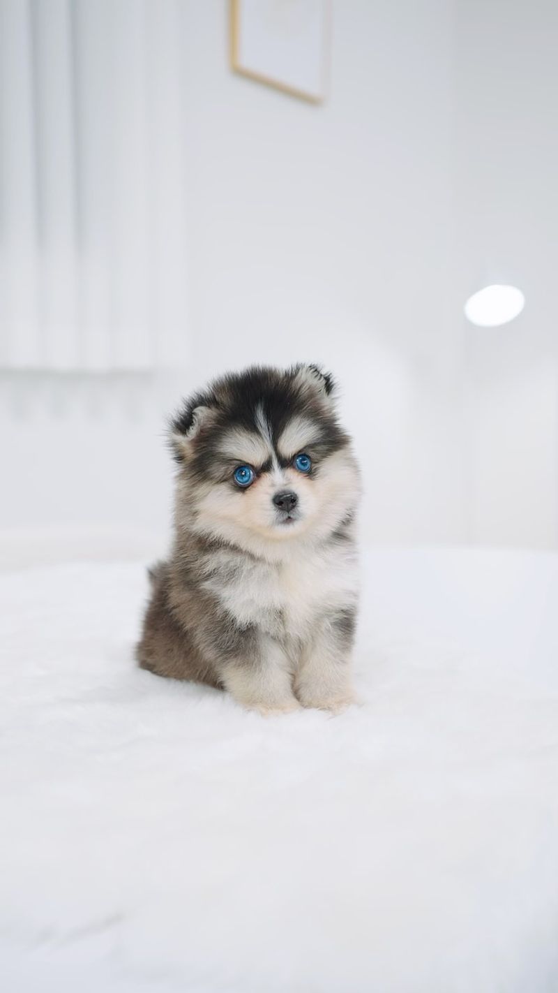 Pomsky